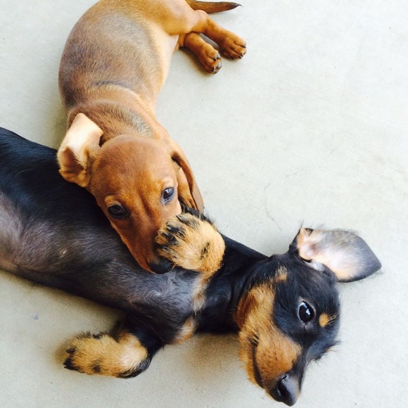 🌟Dachshund Pals Wall Art - Picture 5 of 16